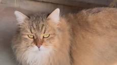 Abbandono cani e gatti in estate: serve più consapevolezza