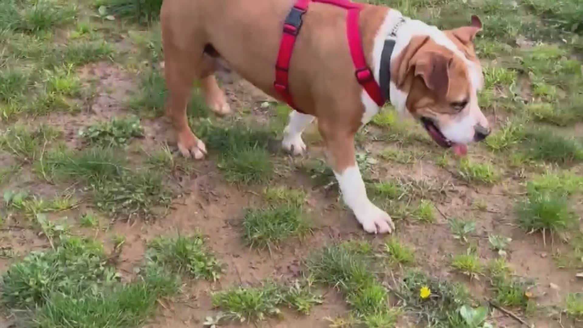 Emergenza al canile Monte Contessa di Sestri Ponente: 152 cani e 62 gatti cercano casa
