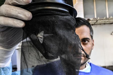 Sospetto insetto positivo al West Nile a Genova, nessun rischio per la salute