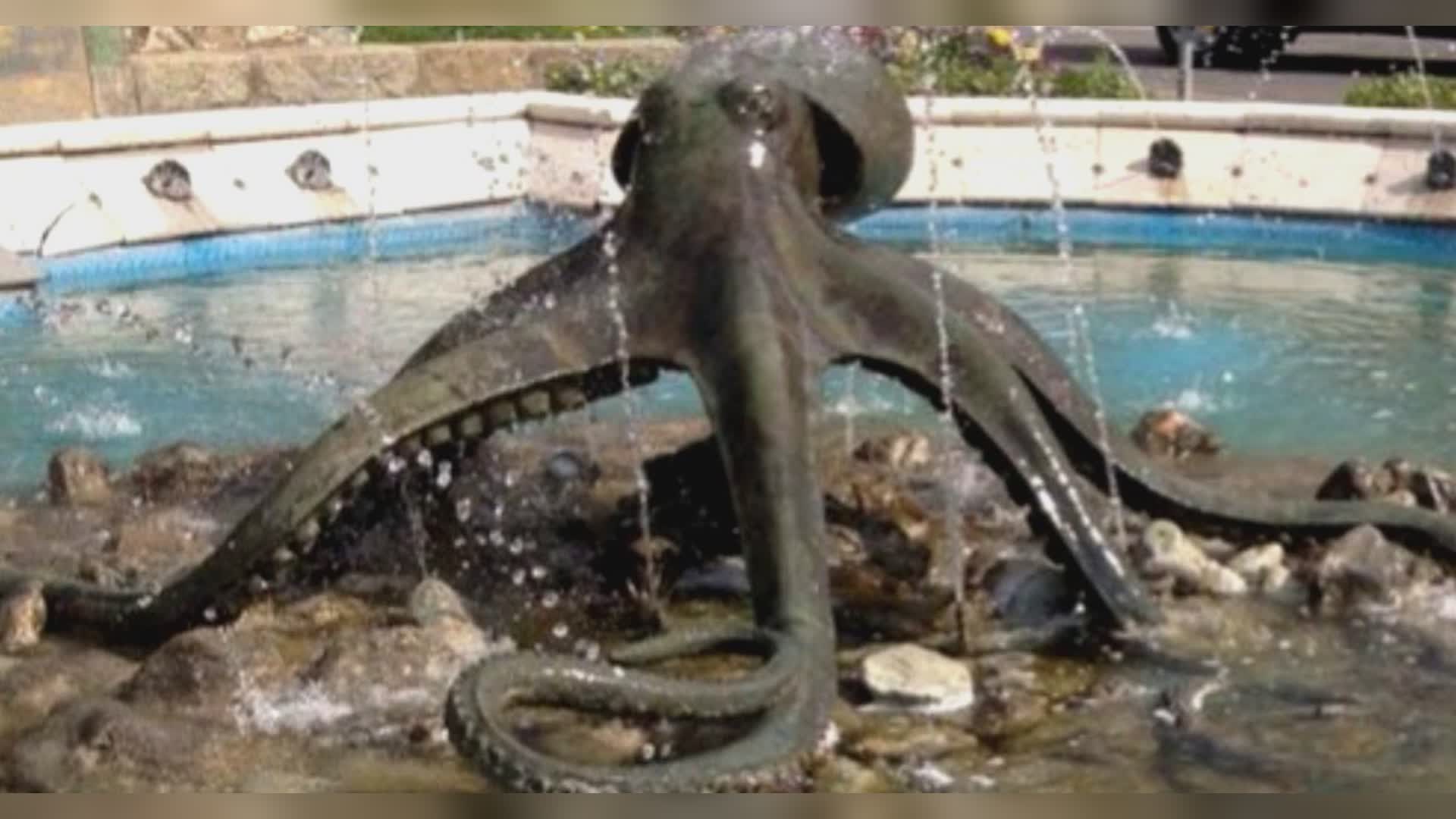 Rapallo: il leggendario 'polpo' fa discutere, discordia in Comune sulla ricollocazione