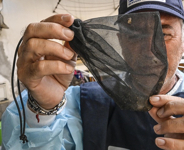 Sospetto caso West Nile a Genova, scattano le misure nel cimitero di Staglieno: trappole, monitoraggio e disinfestazione