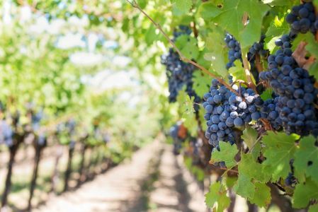 Vendemmia 2025, Liguria fiduciosa: viti in salute e ottime prospettive qualitative