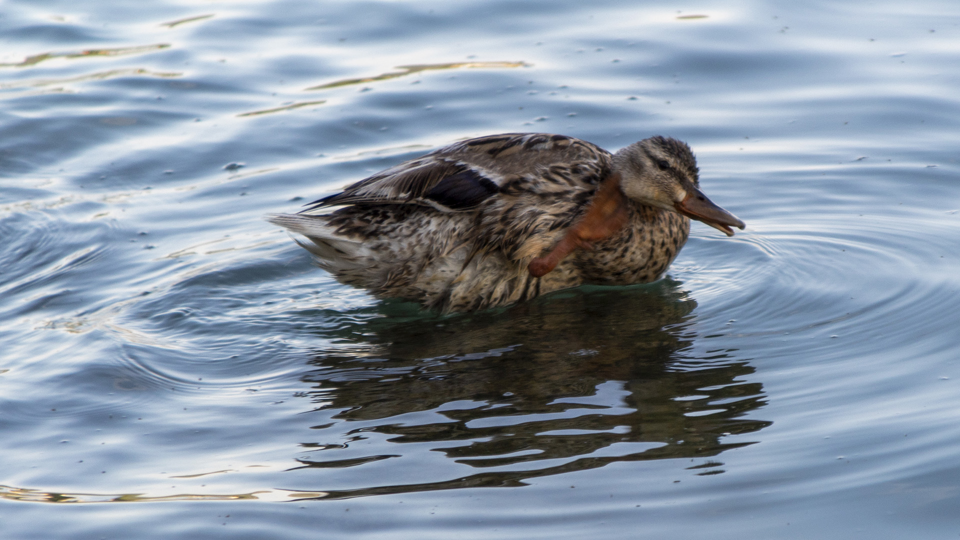 Inquinamento, allarme per mare e laghi italiani: uno su tre è fuorilegge