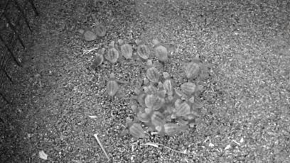 Sestri Levante, nati 33 piccoli esemplari di tartaruga caretta