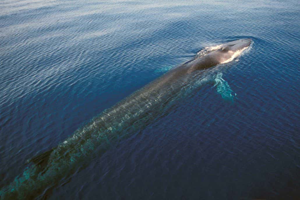 Andora, balenottera ferita avvistata durante un'uscita di whale watching