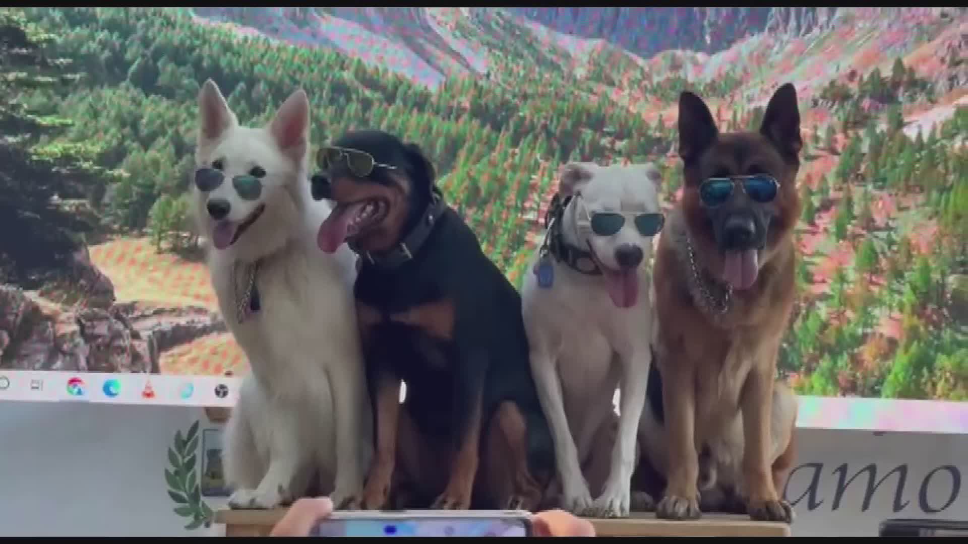 Jack e Zeus, eroi a quattro zampe: premiati a San Rocco di Camogli per il loro coraggio