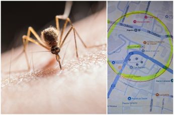 Sospetto caso di Chikungunya a Rapallo, nella notte scatta la disinfestazione: ecco cos'è la febbre "che contorce"