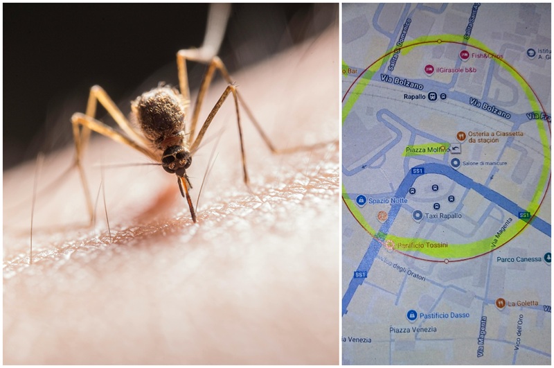 Sospetto caso di Chikungunya a Rapallo, nella notte scatta la disinfestazione: ecco cos'è la febbre "che contorce"