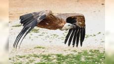 Il grifone torna a volare sulle Alpi Liguri. Piana: “Segnale concreto di biodiversità”