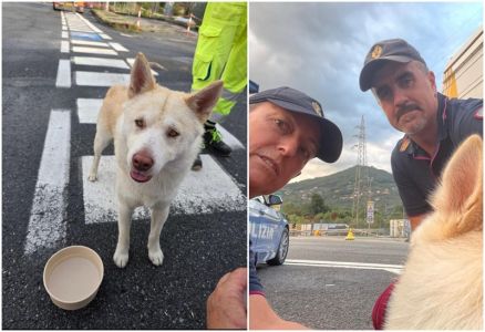 Smarrito in autostrada, cane meticcio ritrova il padrone grazie alla polizia stradale
