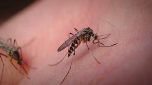 West Nile, primo caso collegato alla Liguria: disinfestazione a Cogoleto