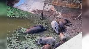 Peste suina, sono 1.141 i casi tra i cinghiali in Liguria dal 2022 a oggi