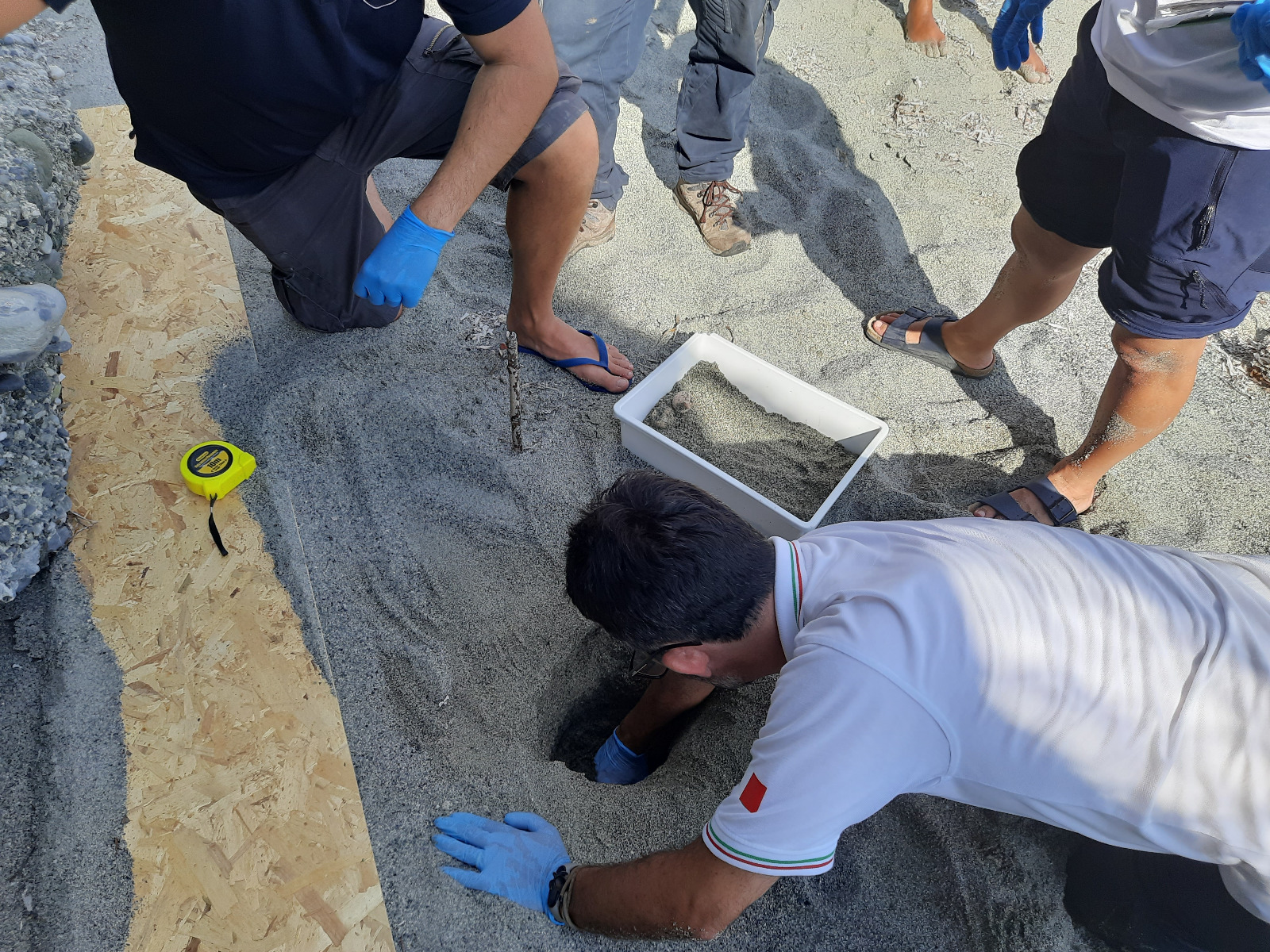 Celle Ligure, 110 uova di tartaruga marina ma nessun cucciolo: scienziati al lavoro per scoprire le cause