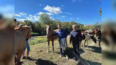 Carcare celebra la 99ª Fiera del Bestiame, Piana: “Un evento unico che racconta la Liguria rurale”