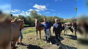 Carcare celebra la 99ª Fiera del Bestiame, Piana: “Un evento unico che racconta la Liguria rurale”