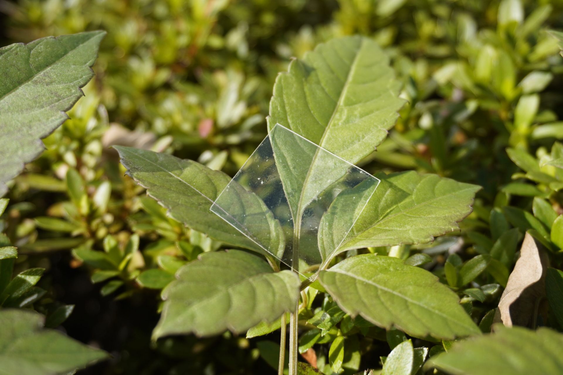 Inquinamento, contro le microplastiche un nuovo materiale che si dissolve in mare