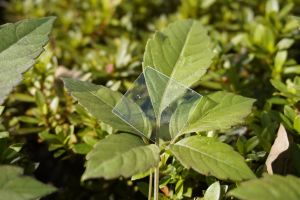 Inquinamento, contro le microplastiche un nuovo materiale che si dissolve in mare