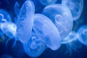 Francia, meduse invadono centrali nucleari: dopo Gravelines, stop a Paluel