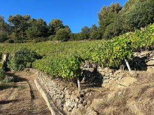 Stasera Benvenuti in Liguria tra la vendemmia del Rossese: "Bottiglie troppe care nei ristoranti" 