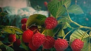 Agrisicilia investe nel futuro: inaugurato a Belpasso un nuovo stabilimento hi-tech e sostenibile