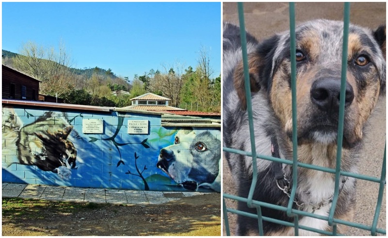Il canile Monte Contessa apre le porte, l'appello a Telenord: "I nostri animali cercano una nuova casa"