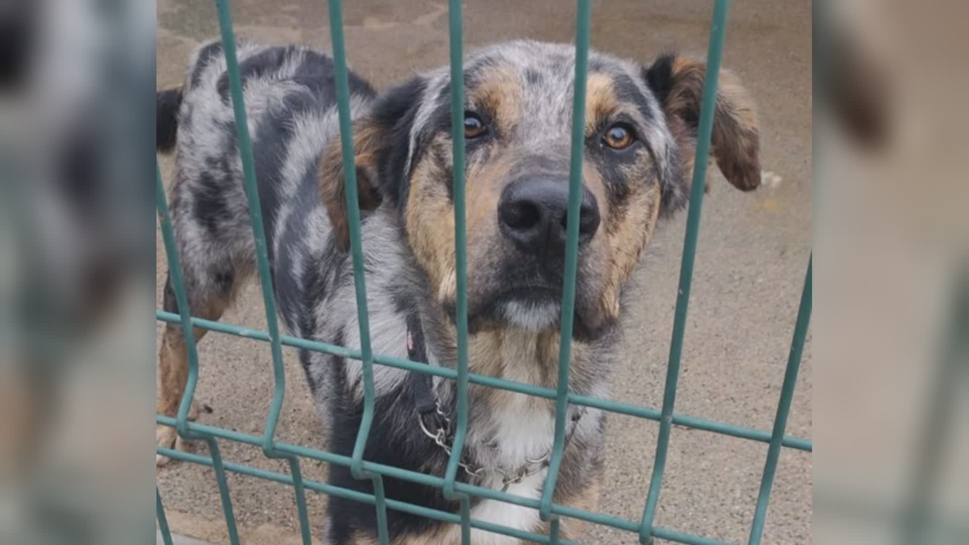 Il canile Monte Contessa apre le porte, l'appello a Telenord: "I nostri animali cercano una nuova casa"