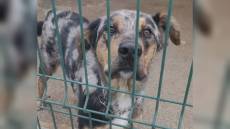 Il canile Monte Contessa apre le porte, l'appello a Telenord: "I nostri animali cercano una nuova casa"