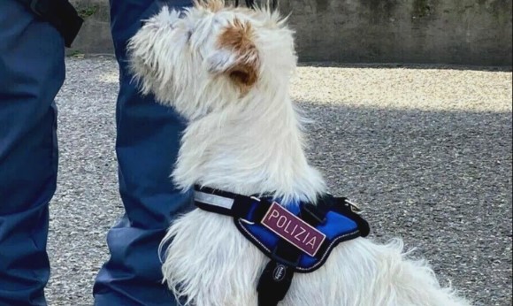 Genova, controlli della polizia nel centro storico: droga sequestrata, tre denunce