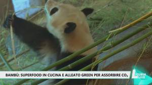 Bambù: superfood in cucina e alleato green per assorbire co2