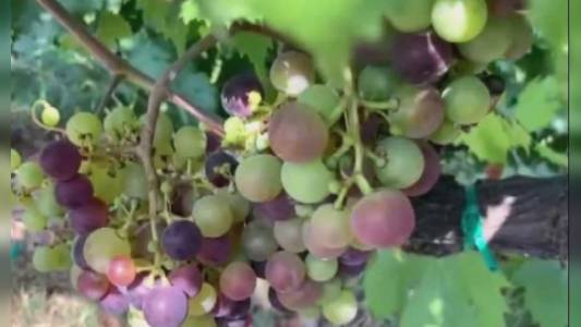 Viticoltura: 150mila euro dalla Regione per sostenere gli imprenditori colpiti dalla flavescenza dorata della vite