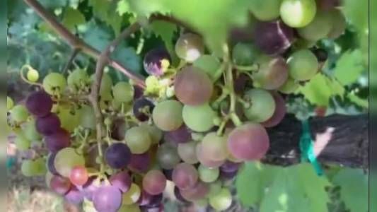 Viticoltura: 150mila euro dalla Regione per sostenere gli imprenditori colpiti dalla flavescenza dorata della vite