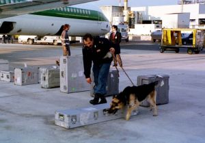 Trasporto aereo: da oggi i cani possono viaggiare accanto ai loro amici umani