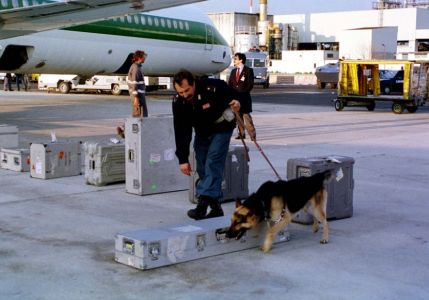 Trasporto aereo: da oggi i cani possono viaggiare accanto ai loro amici umani
