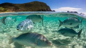 Messico, il paese aderisce al Trattato per la protezione dell'alto mare