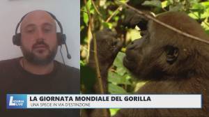 La giornata mondiale del gorilla: una specie in via d'estinzione