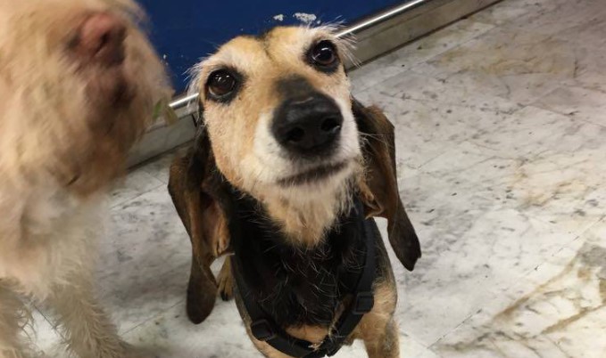 Liguria, via libera unanime in Regione: sostegno ai piccoli Comuni contro il randagismo