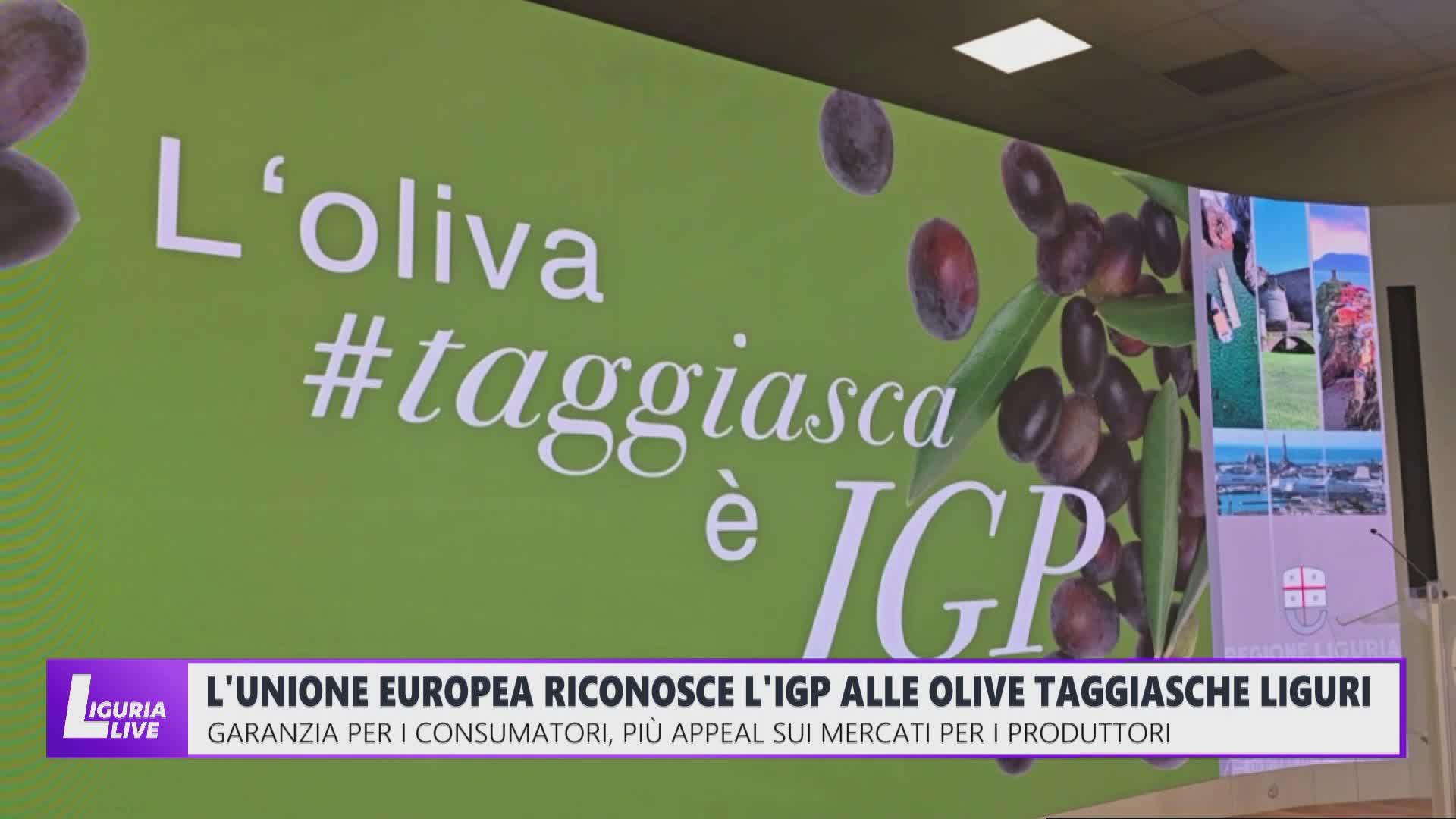 L'Unione Europea riconosce l'IGP alle olive taggiasche liguri