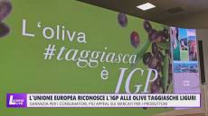 L'Unione Europea riconosce l'IGP alle olive taggiasche liguri