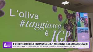L'Unione Europea riconosce l'IGP alle olive taggiasche liguri
