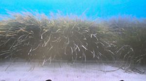 Dalle spiagge alle pagine: la posidonia diventa carta grazie a un progetto di economia circolare