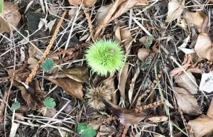 Liguria, incentivi per chi investe nei borghi dell’entroterra: priorità nei bandi regionali