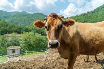 Racconti dalla stalla: prenotano alcuni litri di latte, ma solo con la garanzia che le mucche siano felici