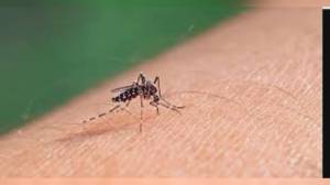 Dengue, disinfestazione straordinaria in alcune vie del Levante genovese