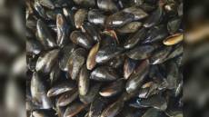 La Spezia: 'muscoli' sfrattati per dragaggio del Golfo, mitilicoltura a tempo in mare aperto