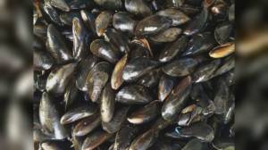 La Spezia: 'muscoli' sfrattati per dragaggio del Golfo, mitilicoltura a tempo in mare aperto