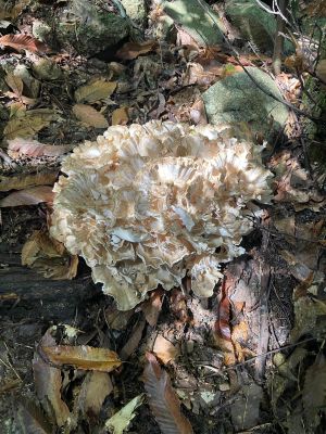 Benvenuti in Liguria torna il 5 novembre, a Scignoria! la curiosità di 82 funghi tutti in pochi metri
