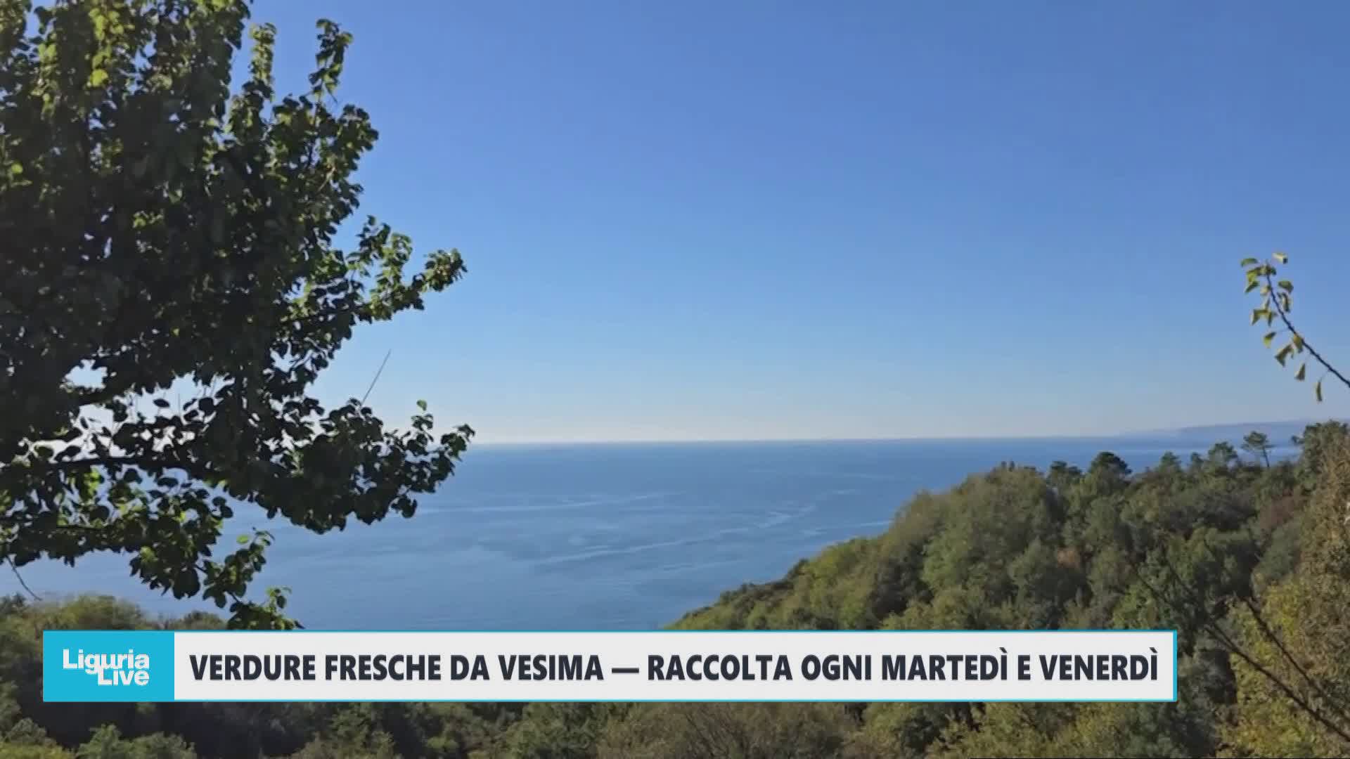 Telenord alla scoperta dell'agricoltura a Vesima: verdure fresche ogni martedì e venerdì