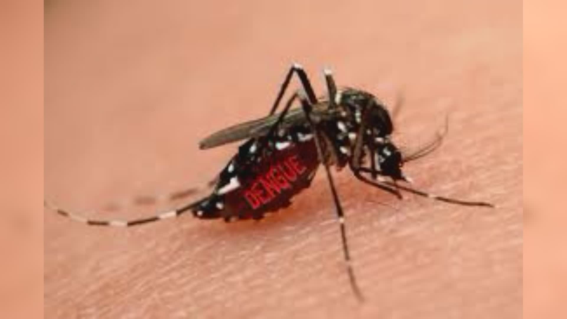 Zanzara tigre, disinfestazioni programmate in alcune vie di Genova