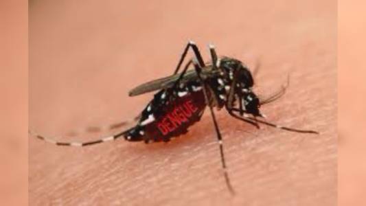 Zanzara tigre, disinfestazioni programmate in alcune vie di Genova