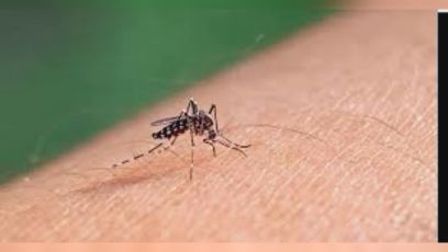 Dengue: un caso a Sestri Levante, malato era stato all'estero